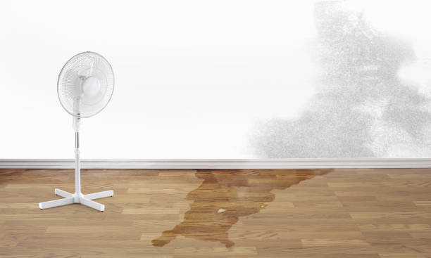 Best Local water damage restoration  in Atlantic Beach, FL